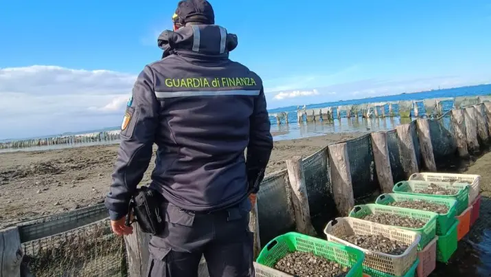 Parte delle vongole sequestrate dalla Finanza