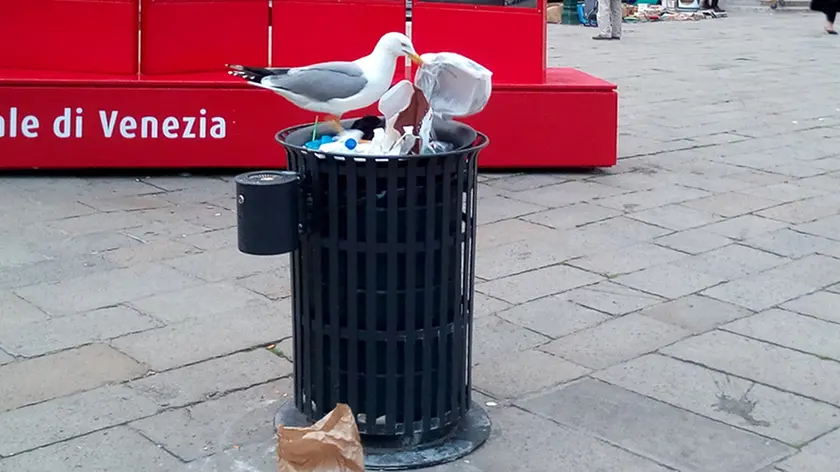 Un gabbiano cerca cibo in un cestino della spazzatura