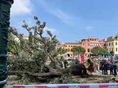 L'albero caduto in piazzale Roma a Venezia
