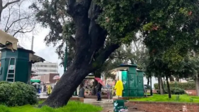 L'albero in una foto scattata tre mesi fa