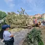 L'albero a terra (foto Interpress)