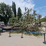 L’albero caduto a piazzale Roma provocando 12 feriti (foto Interpress)