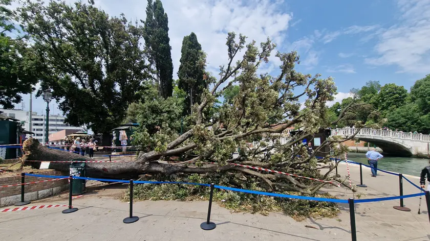 L’albero caduto a piazzale Roma provocando 12 feriti (foto Interpress)