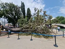 L’albero caduto a piazzale Roma provocando 12 feriti (foto Interpress)