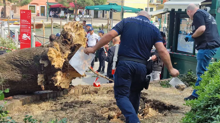 La polizia locale effettua degli accertamenti sull'albero caduto in Piazzale Roma