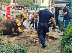 La polizia locale effettua degli accertamenti sull'albero caduto in Piazzale Roma