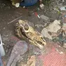 Carcasse di animali morti nella fattoria didattica di Oriago