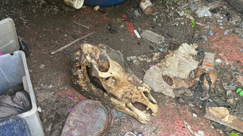 Carcasse di animali morti nella fattoria didattica di Oriago