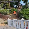 L'albero tagliato in piazzale Roma a Venezia