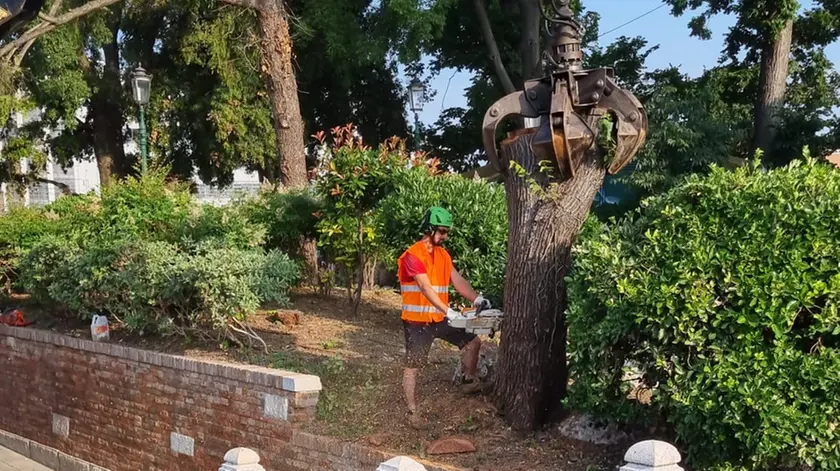 L'albero tagliato in piazzale Roma a Venezia