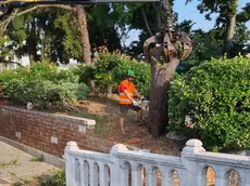 L'albero tagliato in piazzale Roma a Venezia