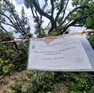 Venezia ha un problema con gli alberi