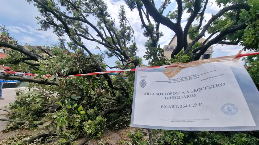 Venezia ha un problema con gli alberi