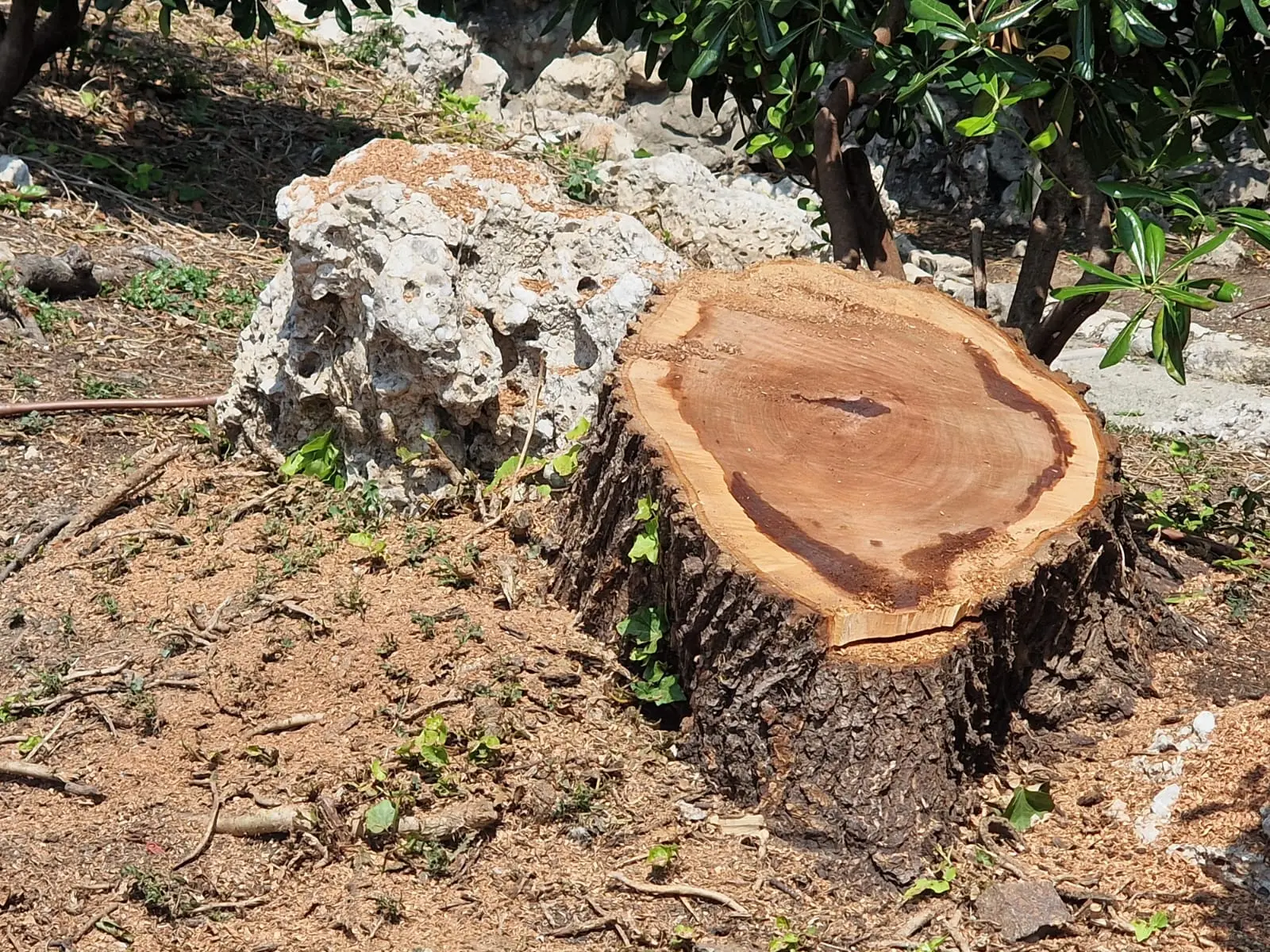 La base del tronco dell'albero tagliato sabato 7 giugno (foto Matteo Tagliapietra/Interpress)