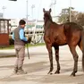 Per i cavalli dell’ippodromo Sant’Artemio è in arrivo un weekend... con i Pinguini