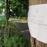 Il cartello affisso su un tiglio di viale Garibaldi che deve essere abbattuto