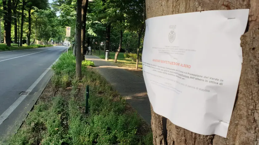 Il cartello affisso su un tiglio di viale Garibaldi che deve essere abbattuto