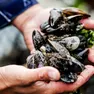 Cozze appena tirate fuori dall’acqua di mare