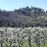 La fioritura dei ciliegi in primavera nelle colline del Veneto (qui sopra la zona del Soave)