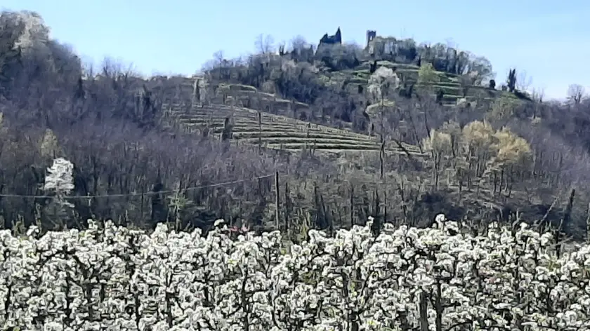 La fioritura dei ciliegi in primavera nelle colline del Veneto (qui sopra la zona del Soave)