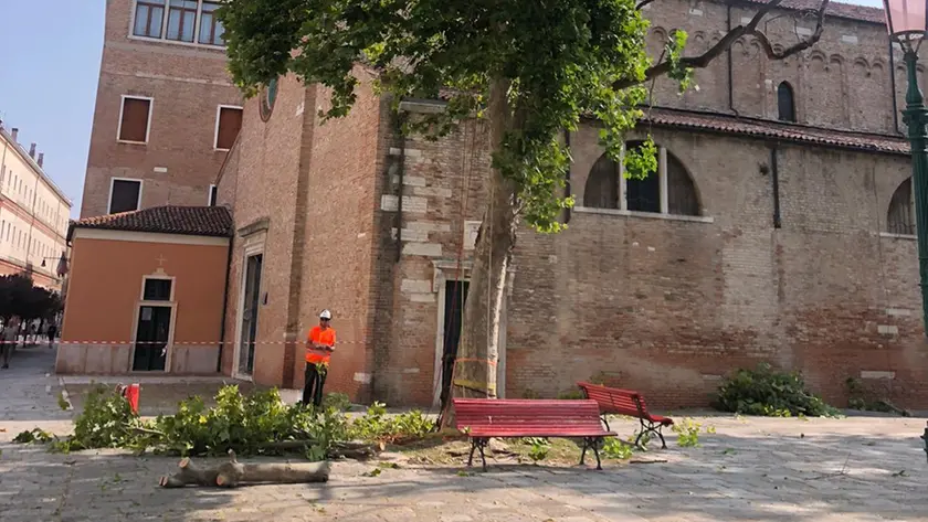 Le operazioni di abbattimento in campo Sant'Agnese a Venezia