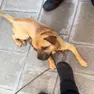 Uno dei due cani usato da un accattone a Venezia e salvato dai vigili