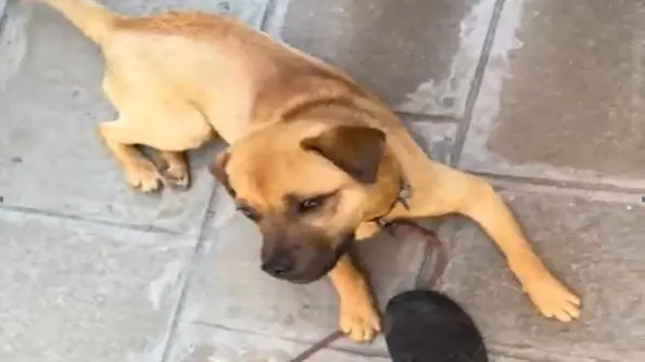 Uno dei due cani usato da un accattone a Venezia e salvato dai vigili