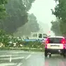 Un grosso albero è caduto in mezzo alla carreggiata sul Terraglio