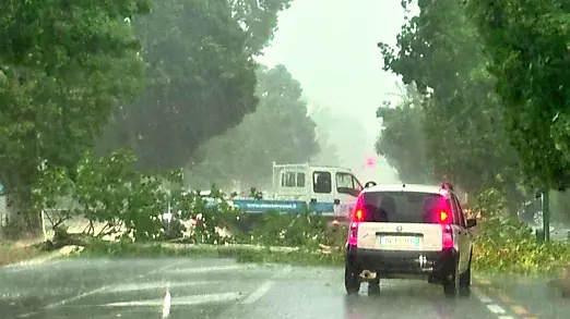 Un grosso albero è caduto in mezzo alla carreggiata sul Terraglio