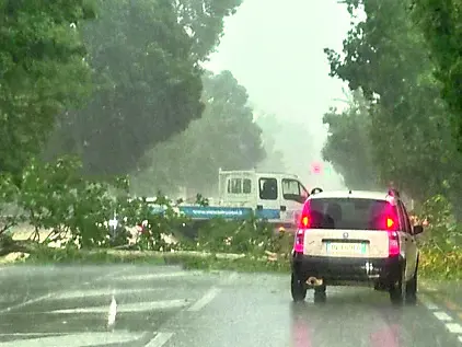 Un grosso albero è caduto in mezzo alla carreggiata sul Terraglio