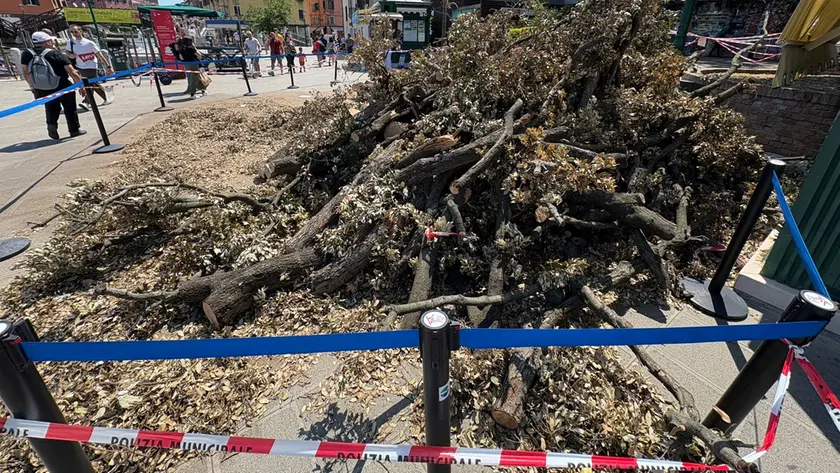 Il leccio caduto in piazzale Roma: indaga la procura sulla catena di comando