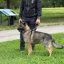 Marcon approva il regolamento per la tutela degli animali