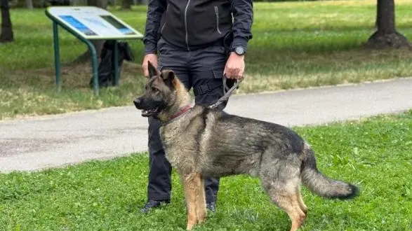 Marcon approva il regolamento per la tutela degli animali