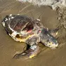 Una delle tartarughe spiaggiate e morte a Bibione