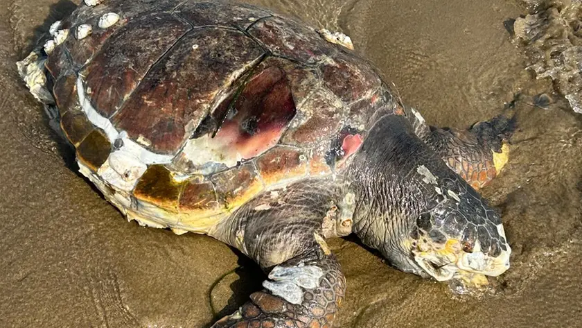 Una delle tartarughe spiaggiate e morte a Bibione