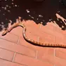 Il serpente trovato nel terrazzo a San Donà