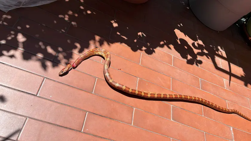 Il serpente trovato nel terrazzo a San Donà