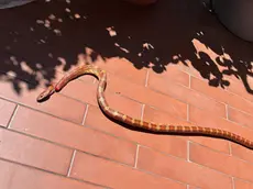 Il serpente trovato nel terrazzo a San Donà