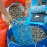 Vongole, da nove mesi i pescatori di Chioggia sono fermi