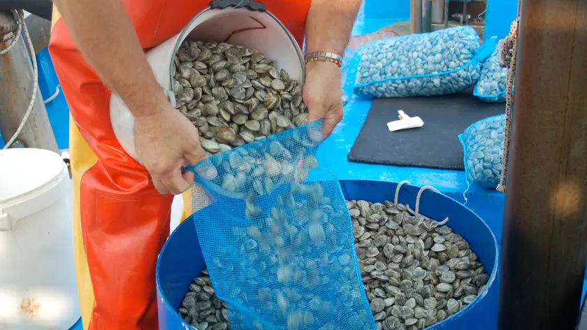 Vongole, da nove mesi i pescatori di Chioggia sono fermi