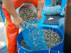 Vongole, da nove mesi i pescatori di Chioggia sono fermi