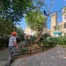 Il taglio dei rami dell'albero di campo San Giacomo, mercoledì mattina (Foto Interpress)