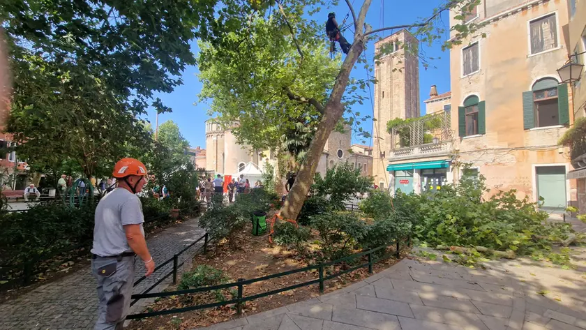 Il taglio dei rami dell'albero di campo San Giacomo, mercoledì mattina (Foto Interpress)