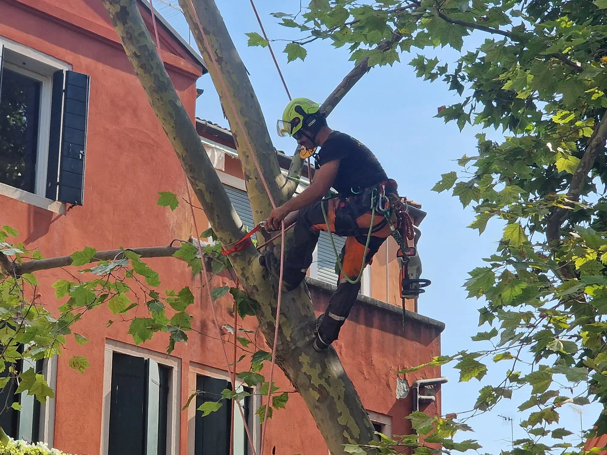 Il taglio dei rami dell'albero di campo San Giacomo, mercoledì mattina (Foto Interpress)