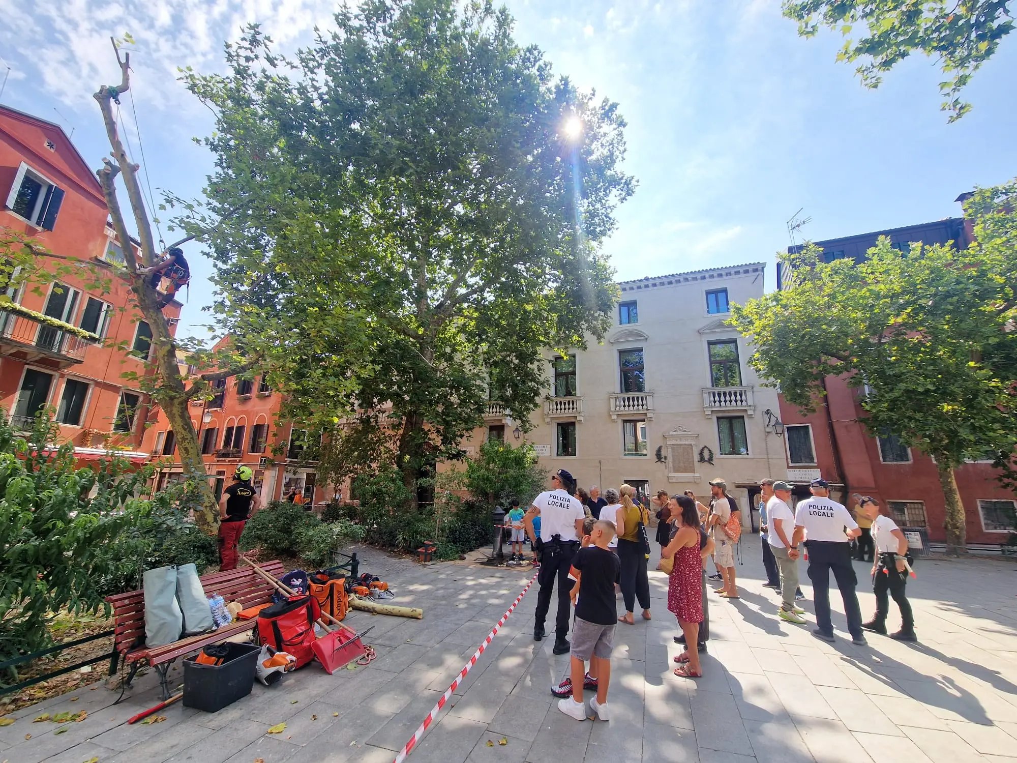 Il taglio dei rami dell'albero di campo San Giacomo, mercoledì mattina (Foto Interpress)