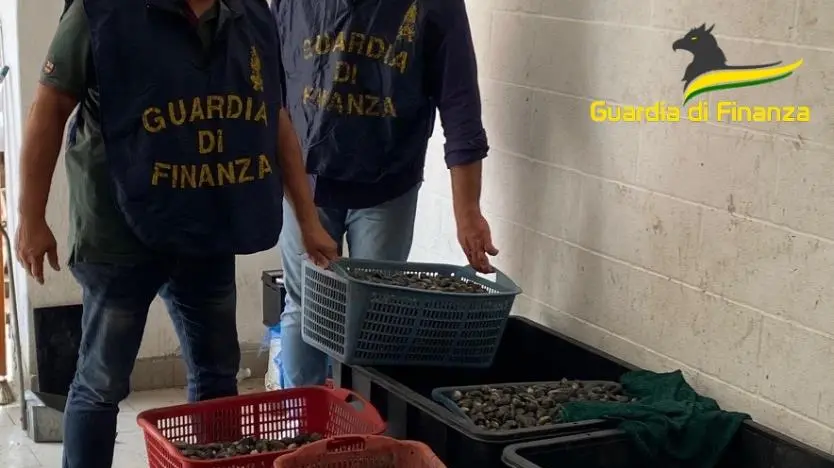 Il sequestro di vongole a Pellestrina