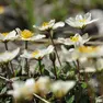 Fiori alpini, il libro in edicola con i quotidiani del Gruppo Nem
