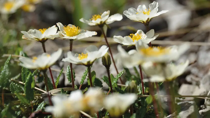 Fiori alpini, il libro in edicola con i quotidiani del Gruppo Nem