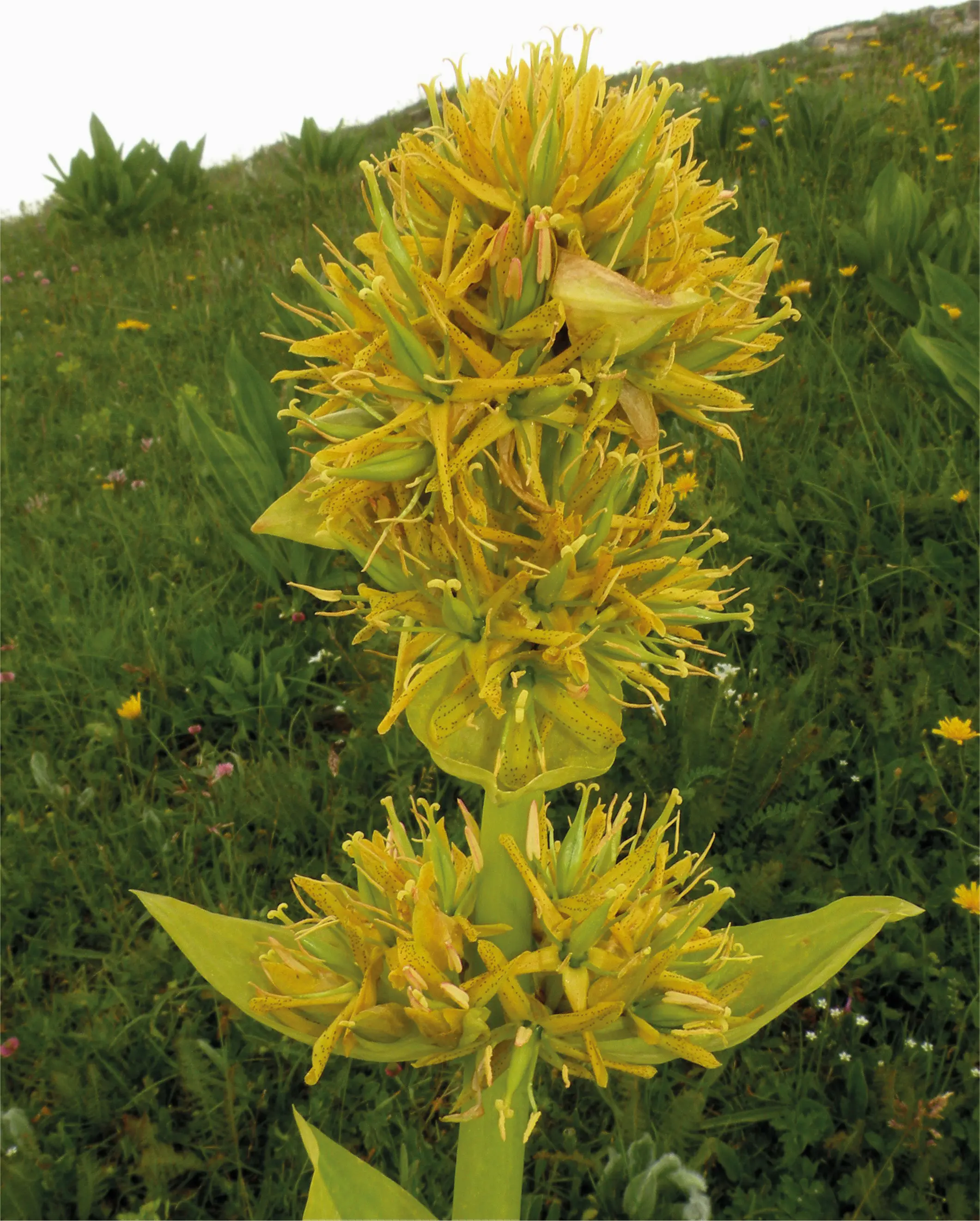 Fiori alpini, il libro in edicola con i quotidiani del Gruppo Nem
