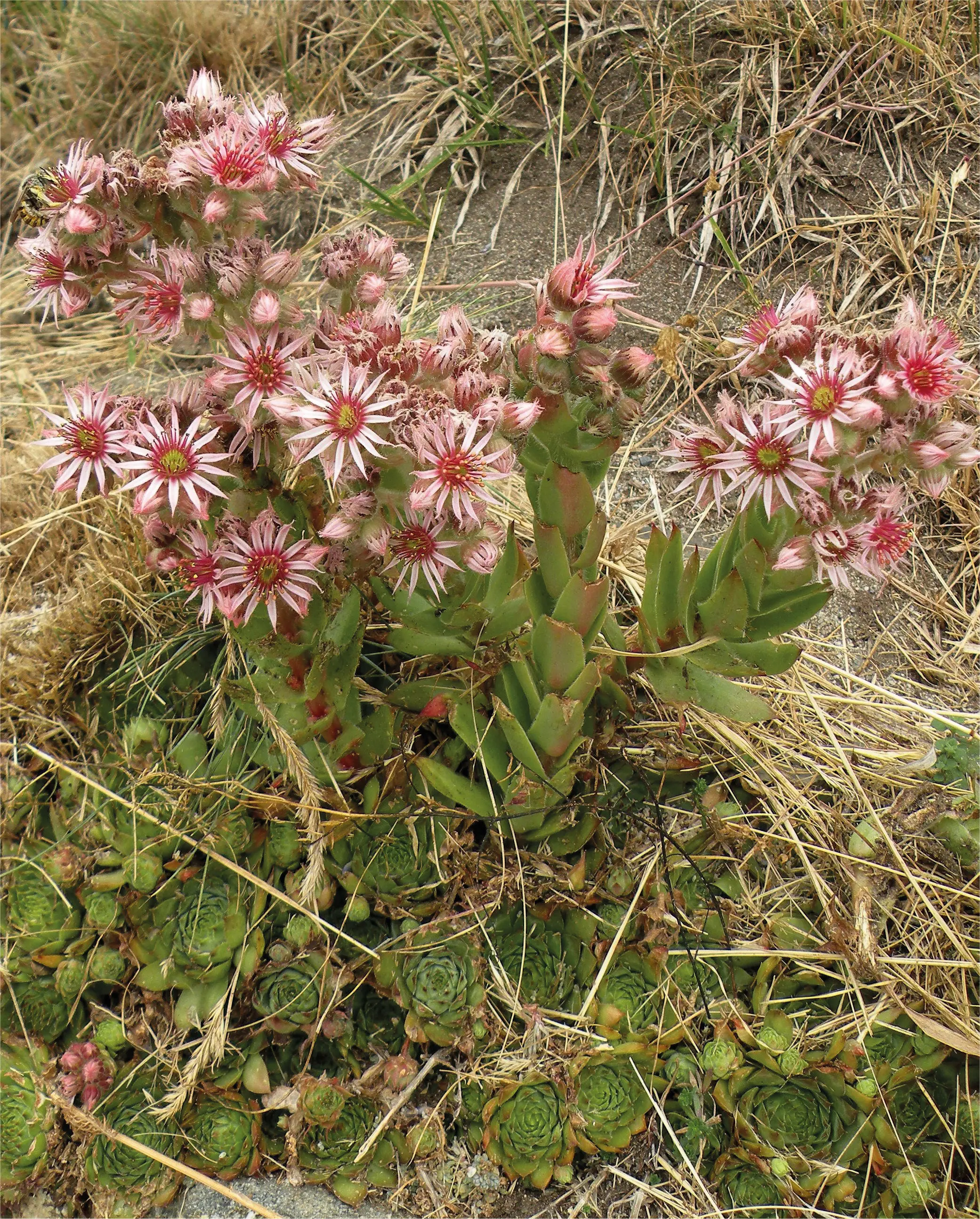 Fiori alpini, il libro in edicola con i quotidiani del Gruppo Nem